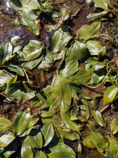 Oakes' Pondweed thumbnail 4