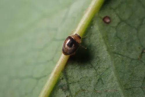Horseshoe Ladybird