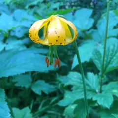 Columbia lily thumbnail 2