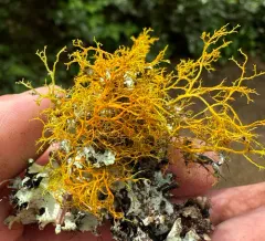 Golden Hair-lichen thumbnail 3