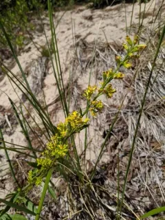 Solidago psammophila thumbnail 4