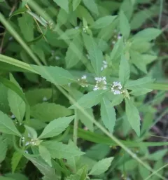 sweet bugleweed thumbnail 3