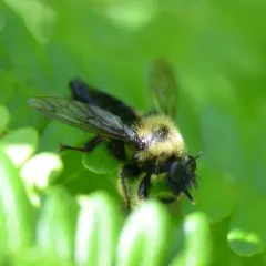 Huron Laphria thumbnail 1