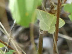 Chlorochlamys triangularis thumbnail 4
