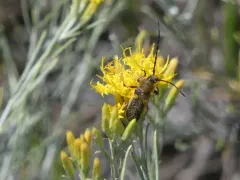 Punctured Long-horned Beetle thumbnail 3