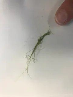 Rhizoclonium tortuosum thumbnail 3