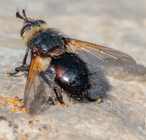 Tachina nitida