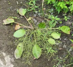 american water-plantain thumbnail 2