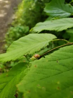 Filbert Bud Mite thumbnail 4