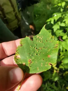 Eriophyes leionotus thumbnail 3