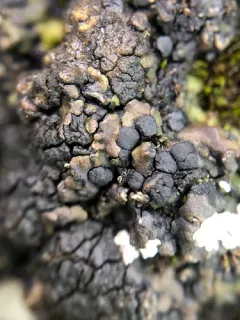 Romjularia lurida thumbnail 3