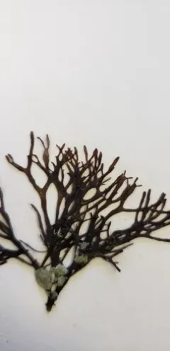 Mazzaella affinis thumbnail 4
