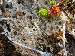 Arctic Saucer Lichen thumbnail 2