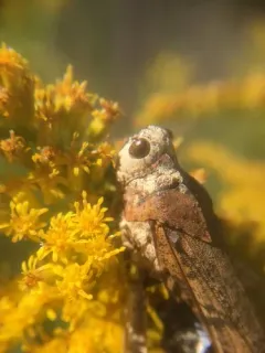 Entomophaga grylli thumbnail 2
