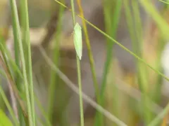 Draeculacephala angulifera thumbnail 2