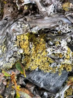 Crusty Firedot Lichen thumbnail 2
