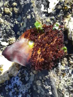 Chondracanthus corymbiferus thumbnail 2