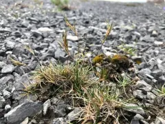 Proliferous Fescue thumbnail 2