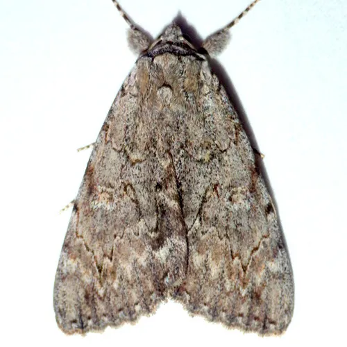 Habilis Underwing