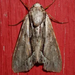 Common Hyppa Moth thumbnail 2