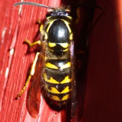 Common Aerial Yellowjacket thumbnail 4