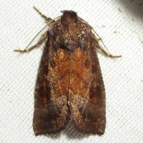 Coneflower Borer Moth