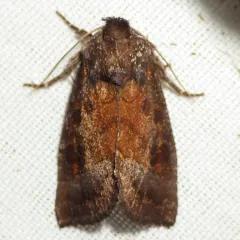 Coneflower Borer Moth thumbnail 1