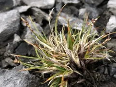 alpine sedge thumbnail 3