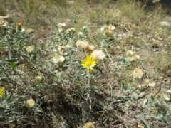 Hispid goldenaster thumbnail 3