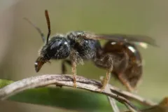 smooth-backed sweat bee thumbnail 2