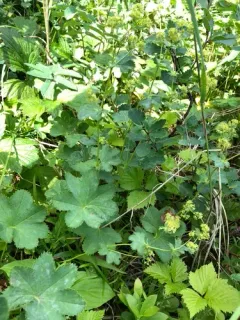 Thin-stem Lady's-mantle thumbnail 4