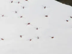 Rheumatobates rileyi thumbnail 3