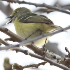 White-eyed Vireo thumbnail 4