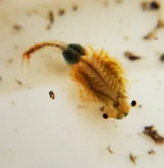 Knobbedlip Fairy Shrimp thumbnail 3