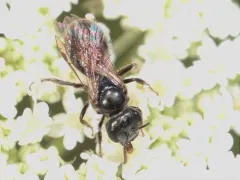 Michigan sweat bee thumbnail 3