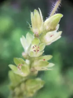 Green-flower Alumroot thumbnail 3