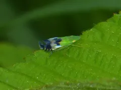 Neohecalus magnificus thumbnail 3
