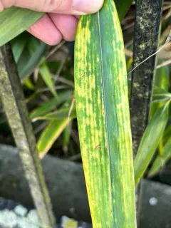 Bamboo Spider Mite thumbnail 2