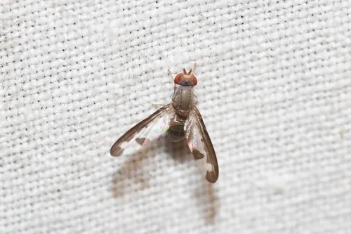 Palloptera setosa