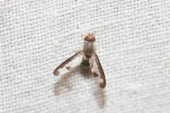 Palloptera setosa thumbnail 1