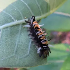 Milkweed Tussock Moth thumbnail 3