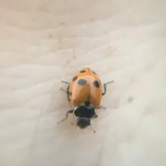 Variegated Lady Beetle thumbnail 2