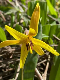 yellow trout lily thumbnail 1