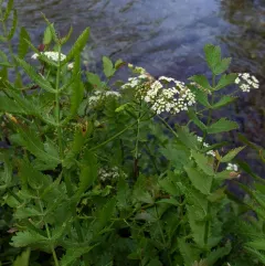 cutleaf water parsnip thumbnail 2