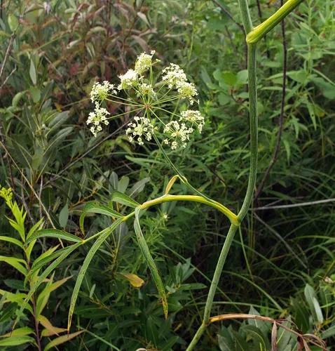 stiff cowbane