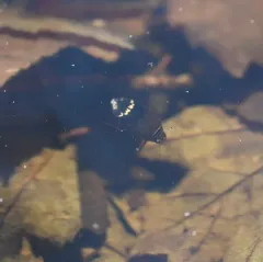 Median Predaceous Diving Beetle thumbnail 3