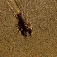 Northern Clearwater Crayfish thumbnail 4