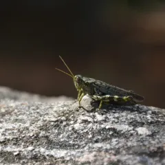 Pine tree Spur-throat Grasshopper thumbnail 3