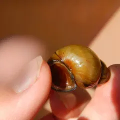 Pointed Campeloma thumbnail 2
