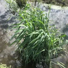 reed canary grass thumbnail 5